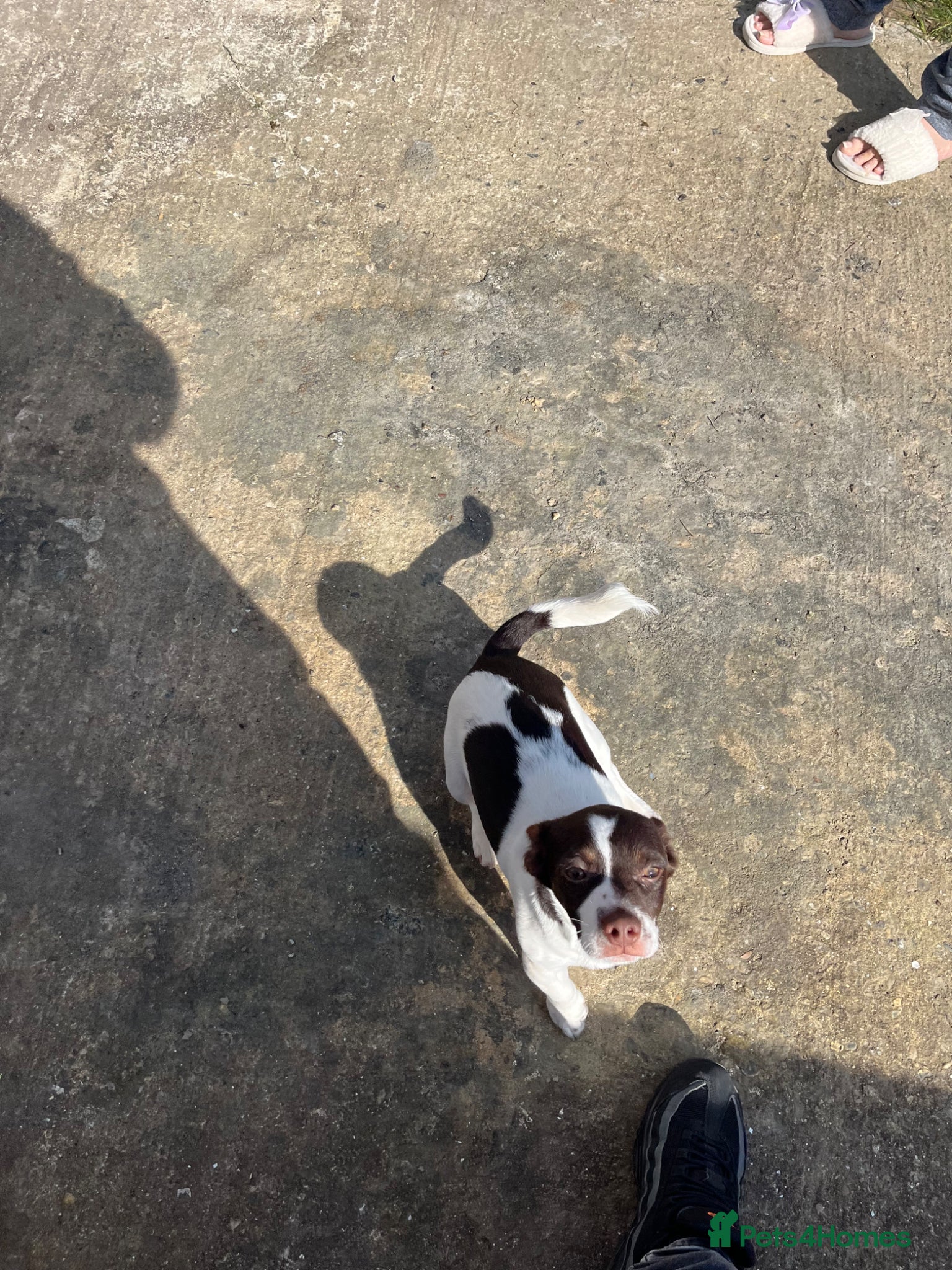 Jack Russell dogs Jack Russel puppy  - Advert 1