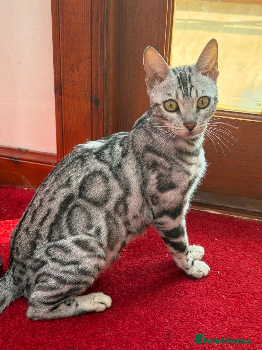 Bengal cats Silver Bengal  - Advert 2