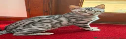 Bengal cats for sale: Silver Bengal  - Advert 1