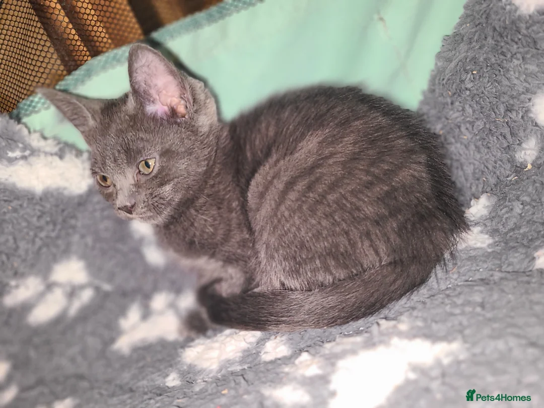 Mixed Breed cats for sale: Lilac girl kitten  - Advert 5