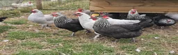 Chickens poultry for sale: POL Olive eggers, Lavender marans other large fowl - Advert 5