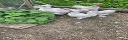Chickens poultry for sale: Pekin Bantam chickens  - Advert 4