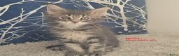 Maine Coon cats for sale: GCCF Maine Coon kittens - registered breeder - Advert 7