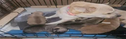 Chihuahua dogs for sale: Short haired chihuahuas  in Leighton Buzzard - Advert 1