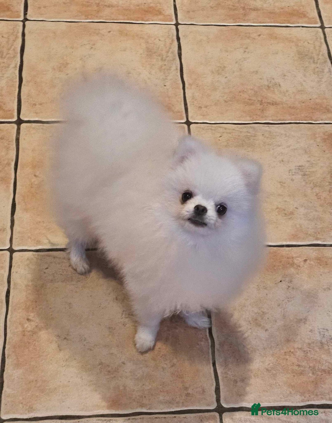 Pomeranian dogs for stud: Kc registered pomeranian white stud dog in Alford - Advert 2