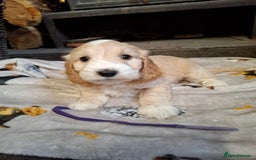 Cockapoo dogs for sale: Beautiful Cockapoo Puppies For Sale  - Image 12