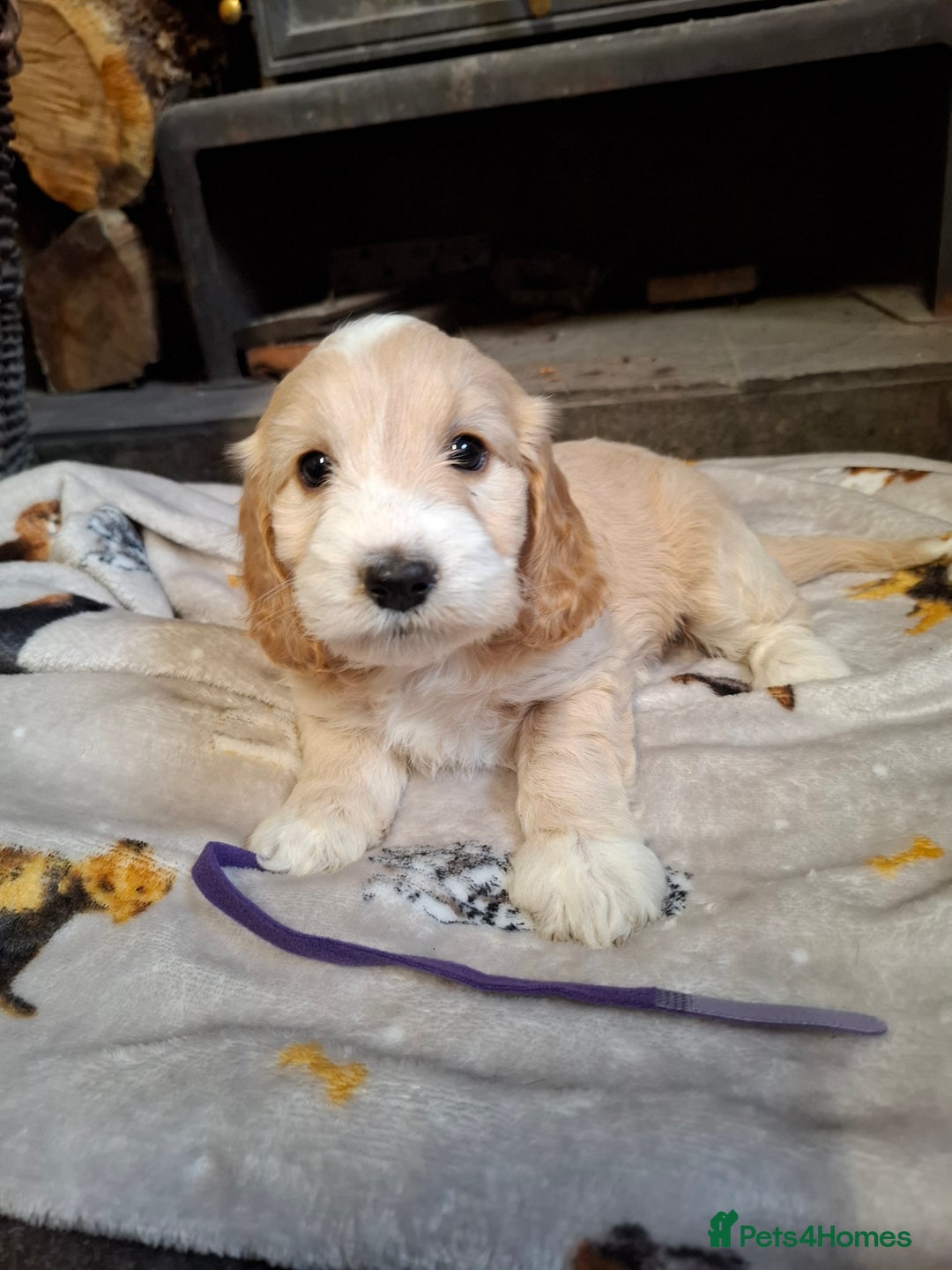 Cockapoo dogs for sale: Beautiful Cockapoo Puppies For Sale  - Image 12