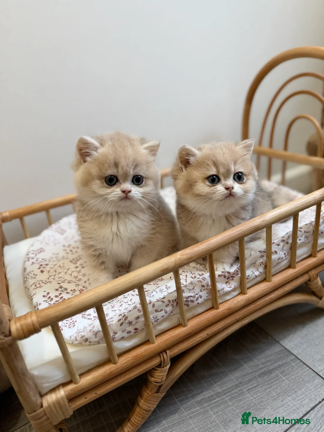 British Shorthair cats for sale: Golden Blue British Shorthair kittens - Advert 20