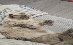 Ragdoll cats for sale: *READY TO LEAVE*beautiful Ragdoll babies for sale  - Image 17