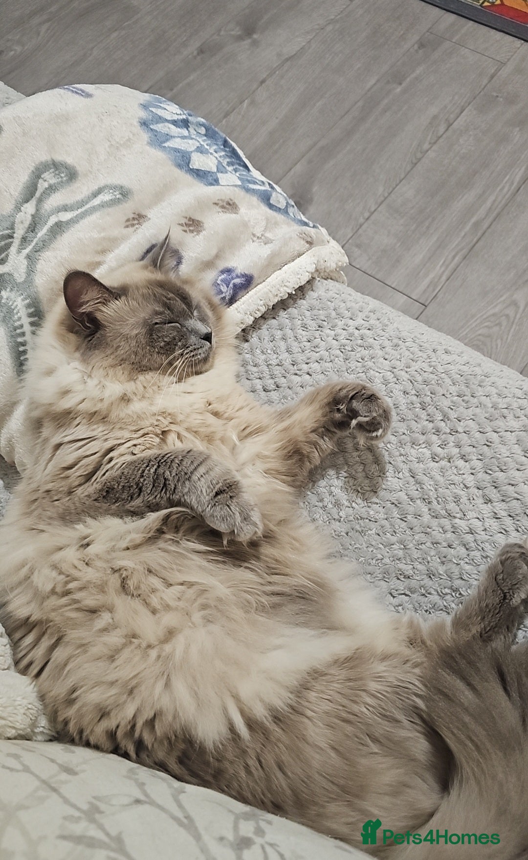 Ragdoll cats for sale: *READY TO LEAVE*beautiful Ragdoll babies for sale  - Image 17