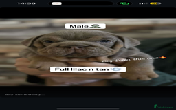 English Bulldog dogs for sale: 🐶🔥 English Bulldogs ready to go 🔥🐶 REDUCED!! - Image 6