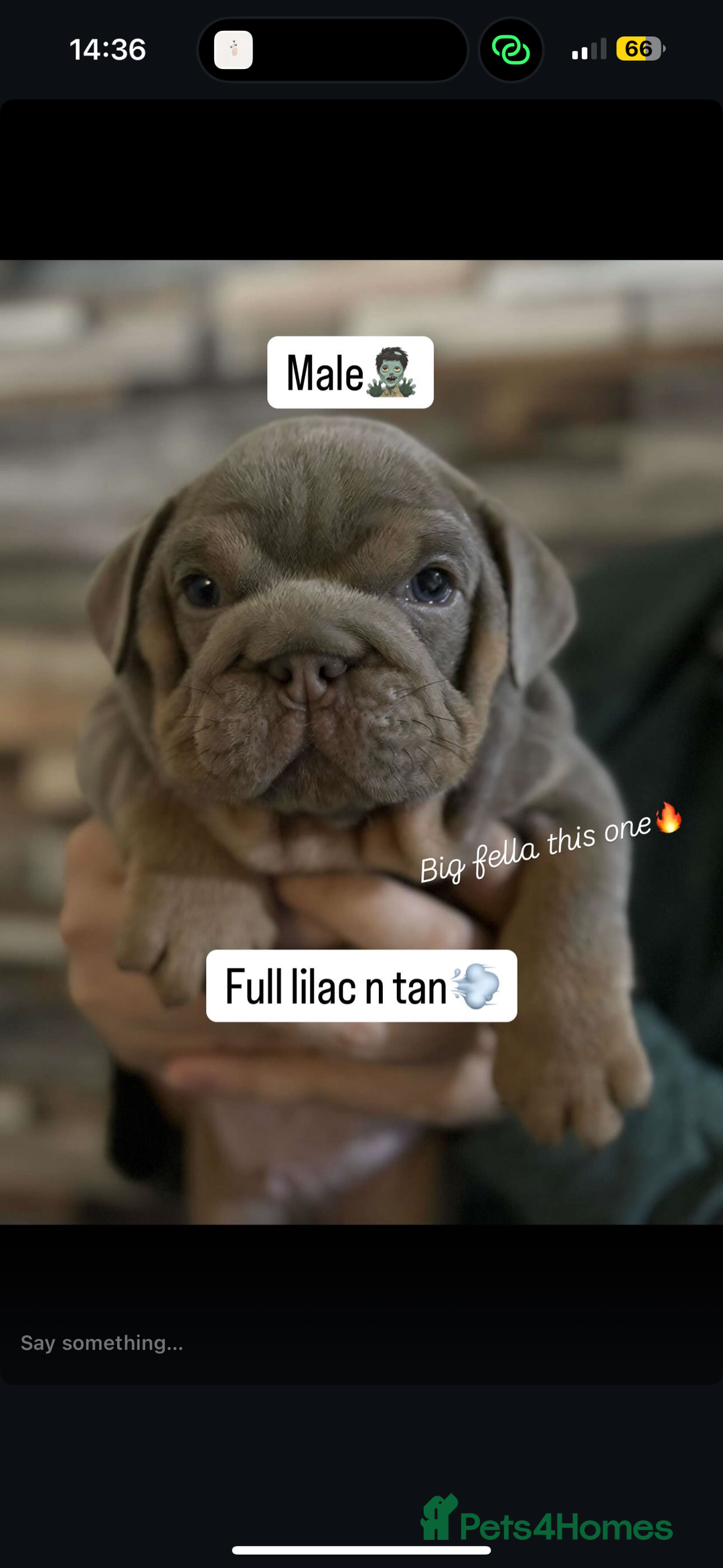 English Bulldog dogs for sale: 🐶🔥 English Bulldogs ready to go 🔥🐶 REDUCED!! - Image 6