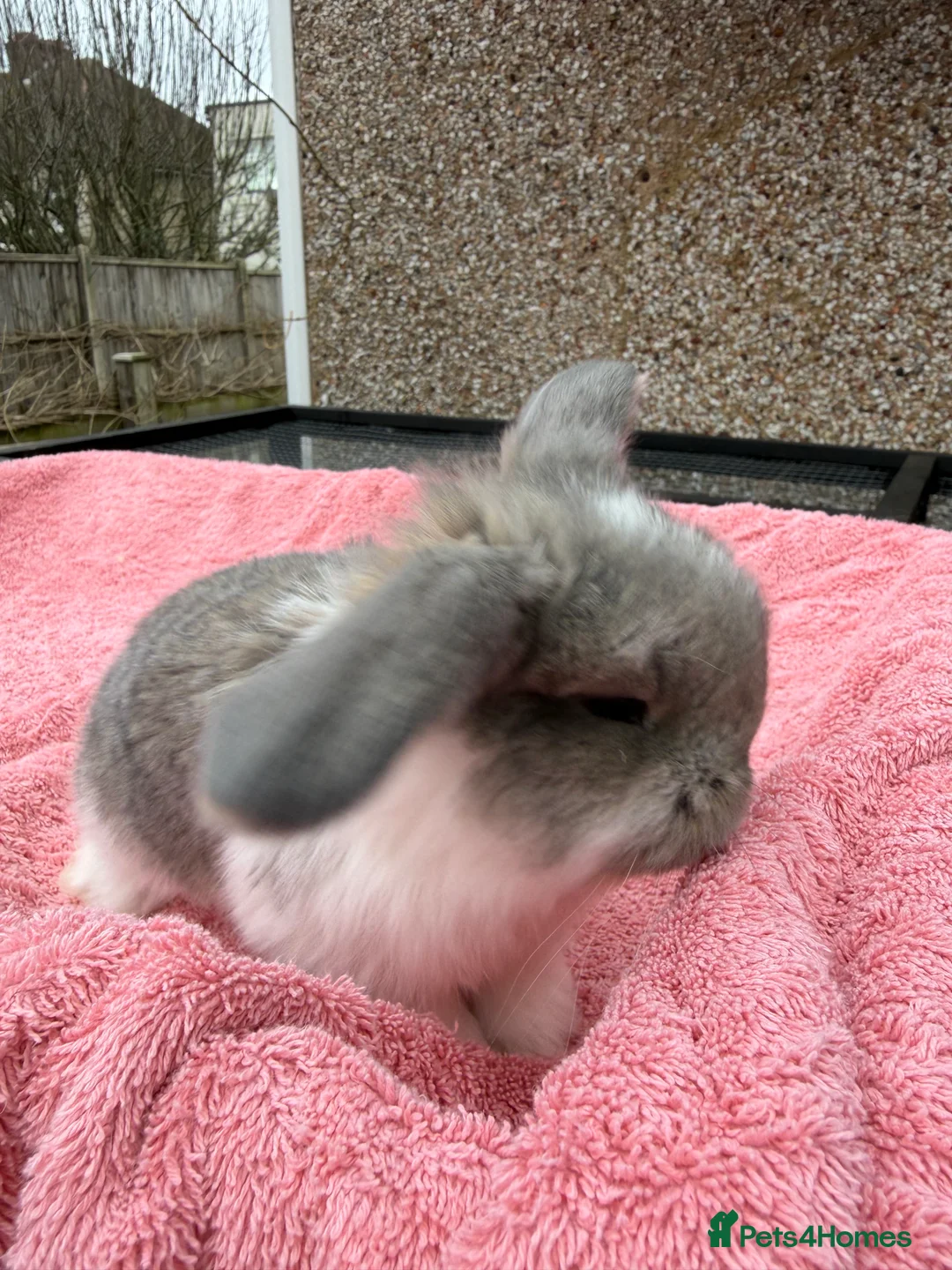French Lop rabbits for sale: French lops  - Advert 2