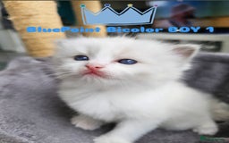 Ragdoll cats for sale: Beautiful Chunky Pure Breed Ragdoll kittens - Image 4