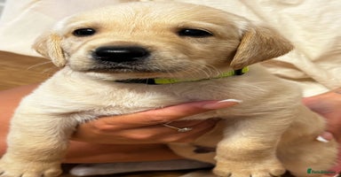 Labrador Retriever dogs - Advert 4