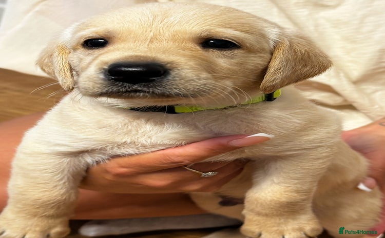 Labrador Retriever dogs - Advert 4
