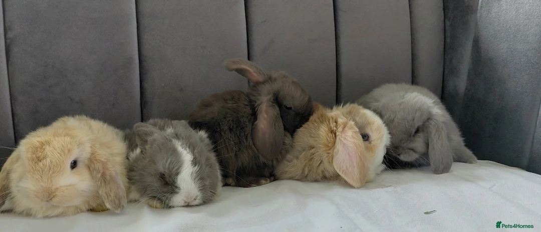 Mini Lop rabbits for sale: Gorgeous Baby Mini Lops for sale - Advert 2