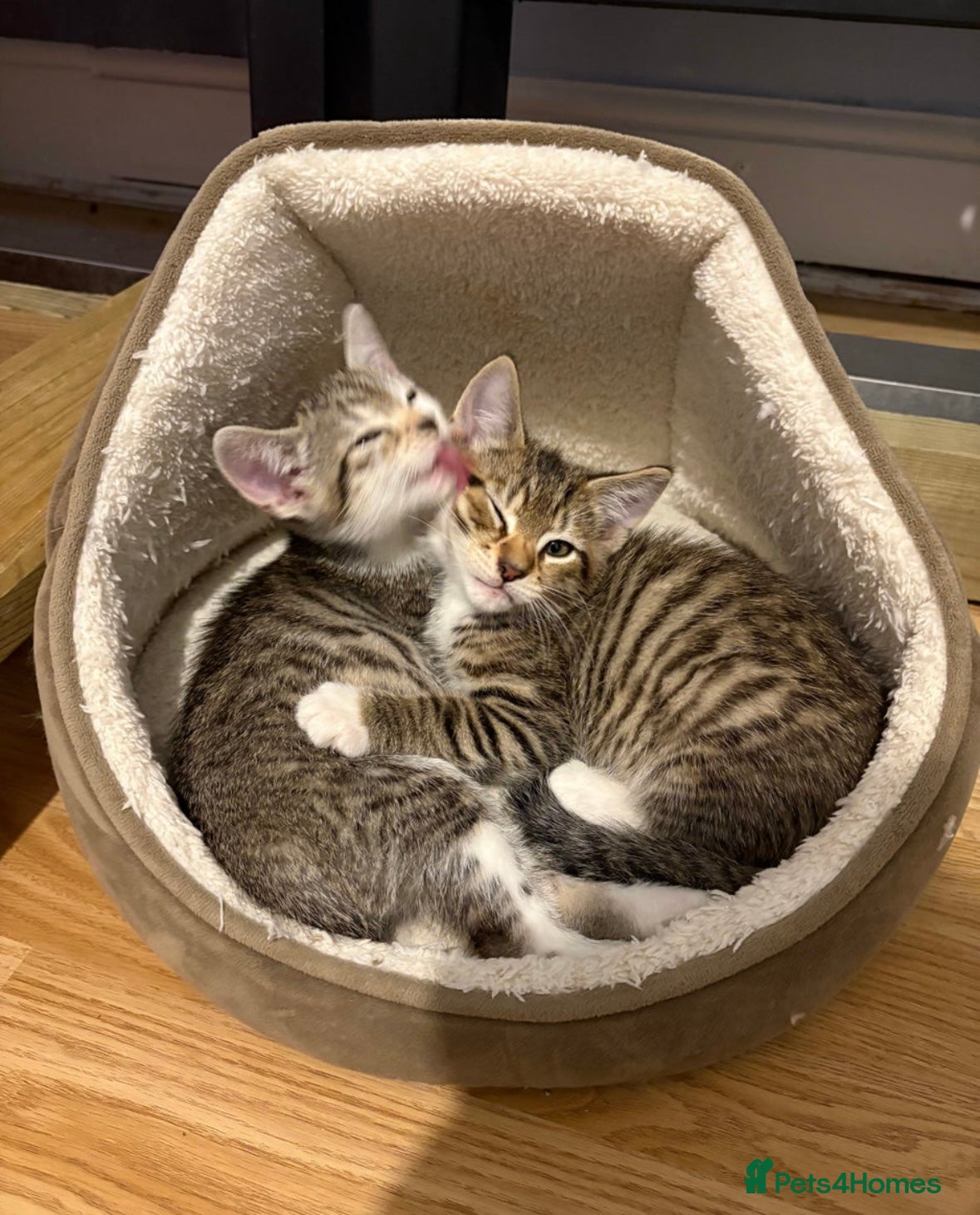 Mixed Breed cats 5 beautiful cats looking for their forever home ❤️ - Advert 1