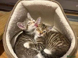 Mixed Breed cats 5 beautiful cats looking for their forever home ❤️ - Advert 1