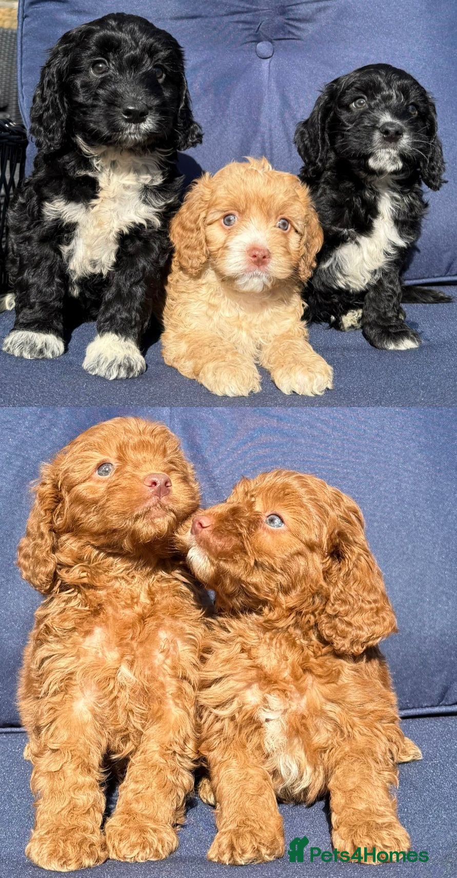 Cockapoo dogs F1 BOYS ONLY MINI COCKAPOOS 30 dna tested - Advert 2