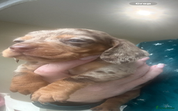 Miniature Dachshund dogs for sale: True Miniature Dachshund puppies  - Image 3