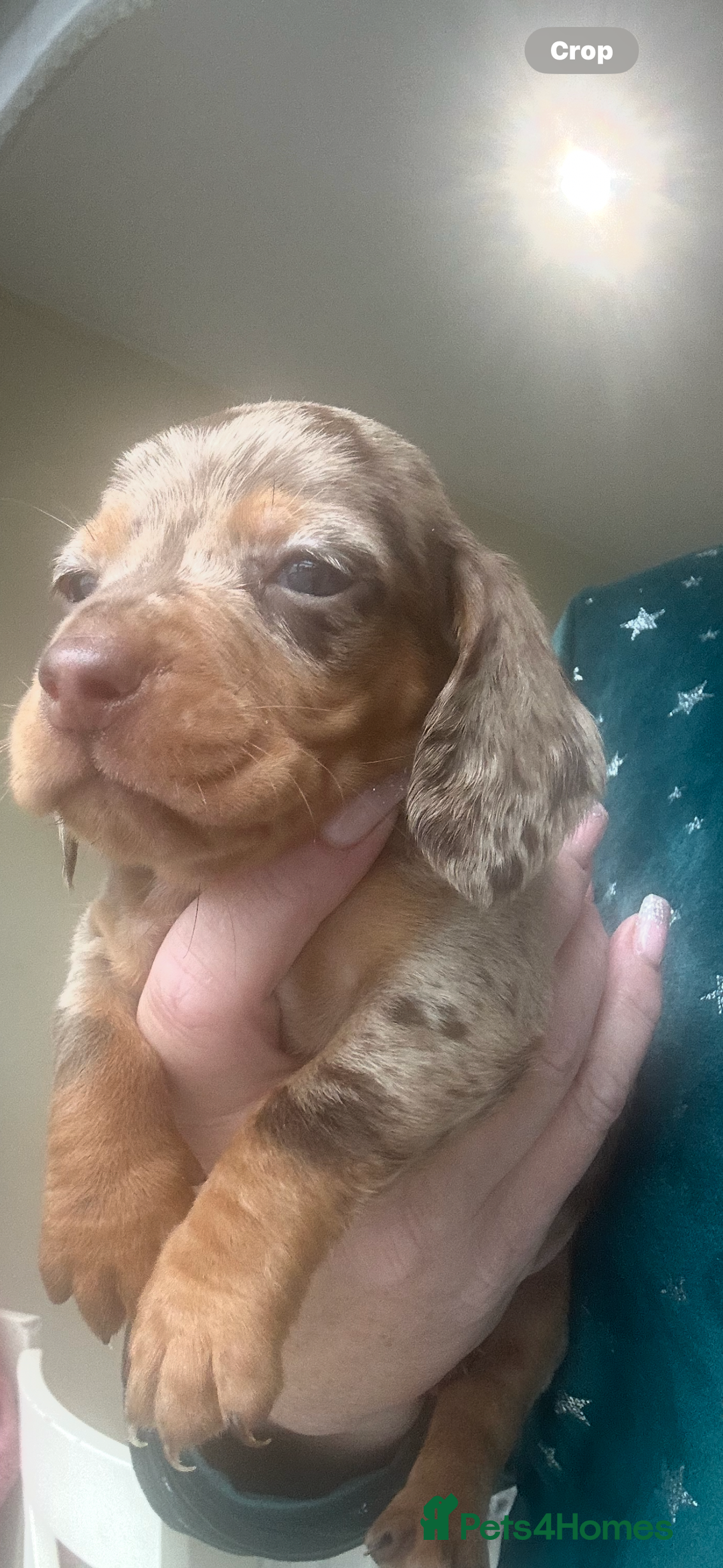 Miniature Dachshund dogs for sale: True Miniature Dachshund puppies  - Image 3