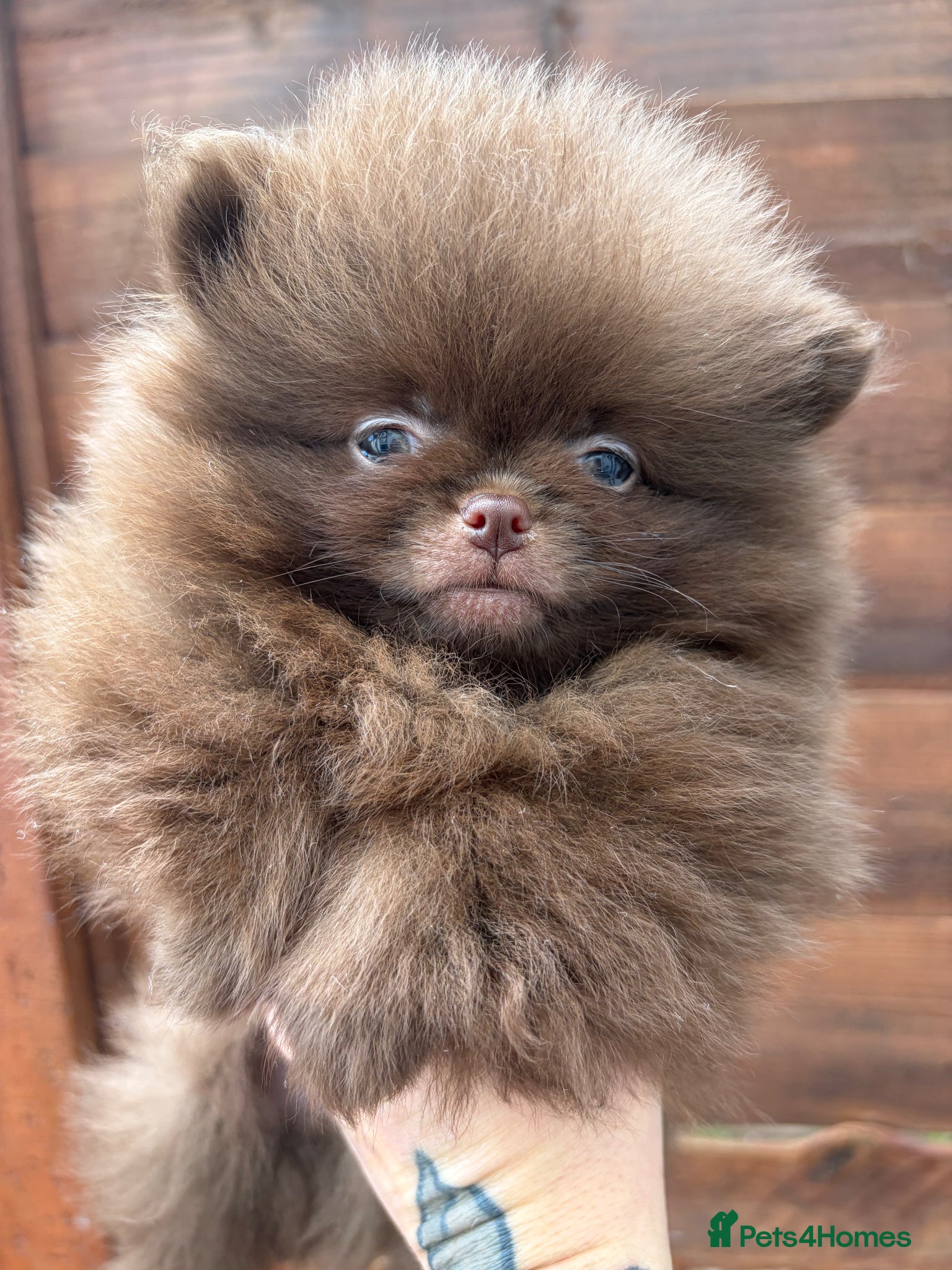 Pomeranian dogs Amazing Poms teddy bear🐻 1 left  - Advert 1