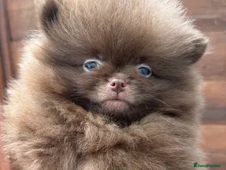 Pomeranian dogs Amazing Poms teddy bear🐻 1 left - Advert 9