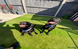 Labrador Retriever dogs for sale: Handsome Reggie needs forever family - Image 5