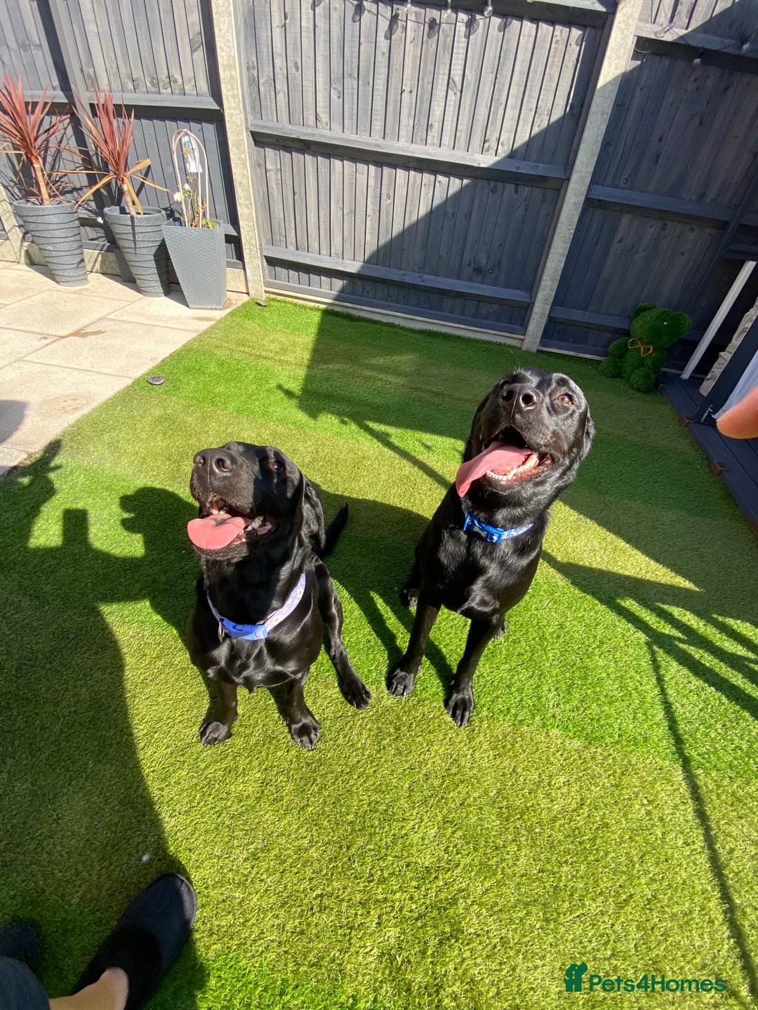 Labrador Retriever dogs for sale: Handsome Reggie needs forever family - Image 5