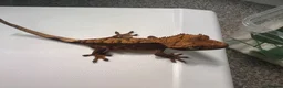 Gecko reptiles for sale: Various Crested geckos  - Advert 4