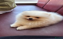 Pomeranian dogs for sale: Mini Pomeranian boy - Image 5