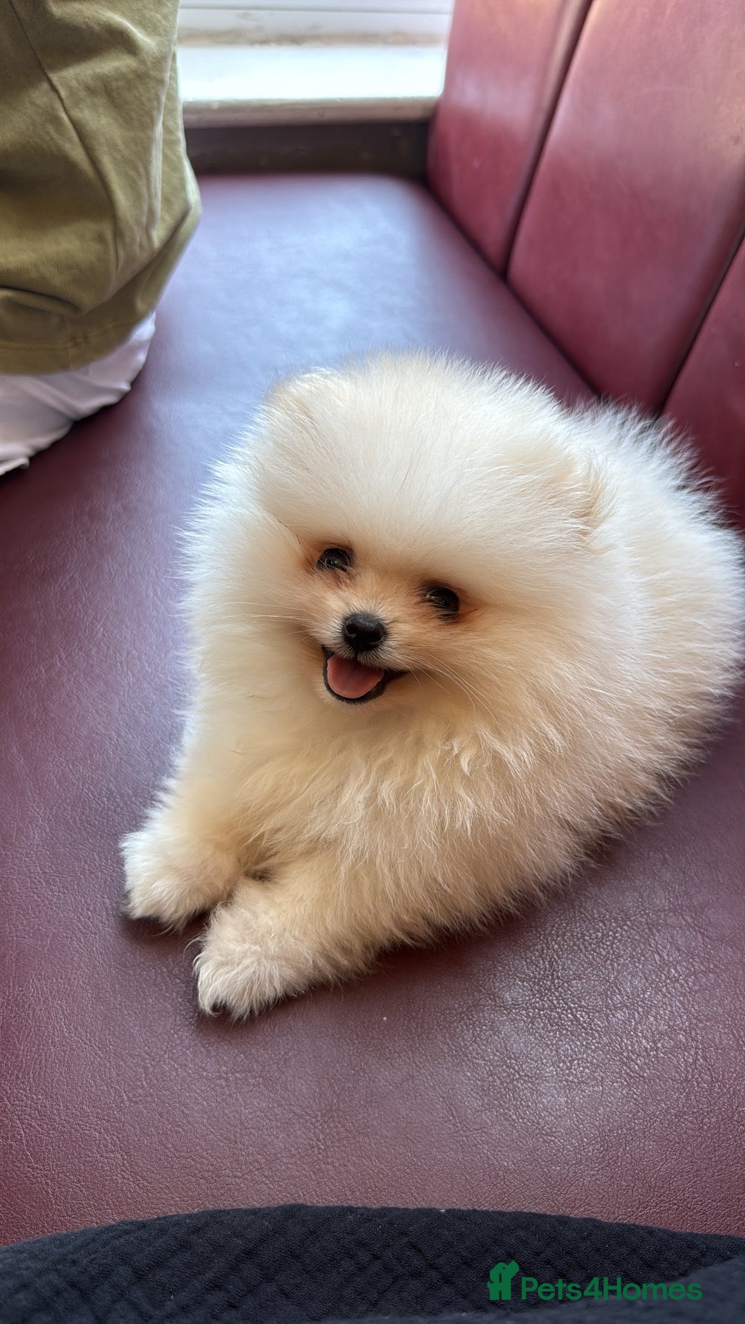 Pomeranian dogs for sale: Mini Pomeranian boy - Image 5