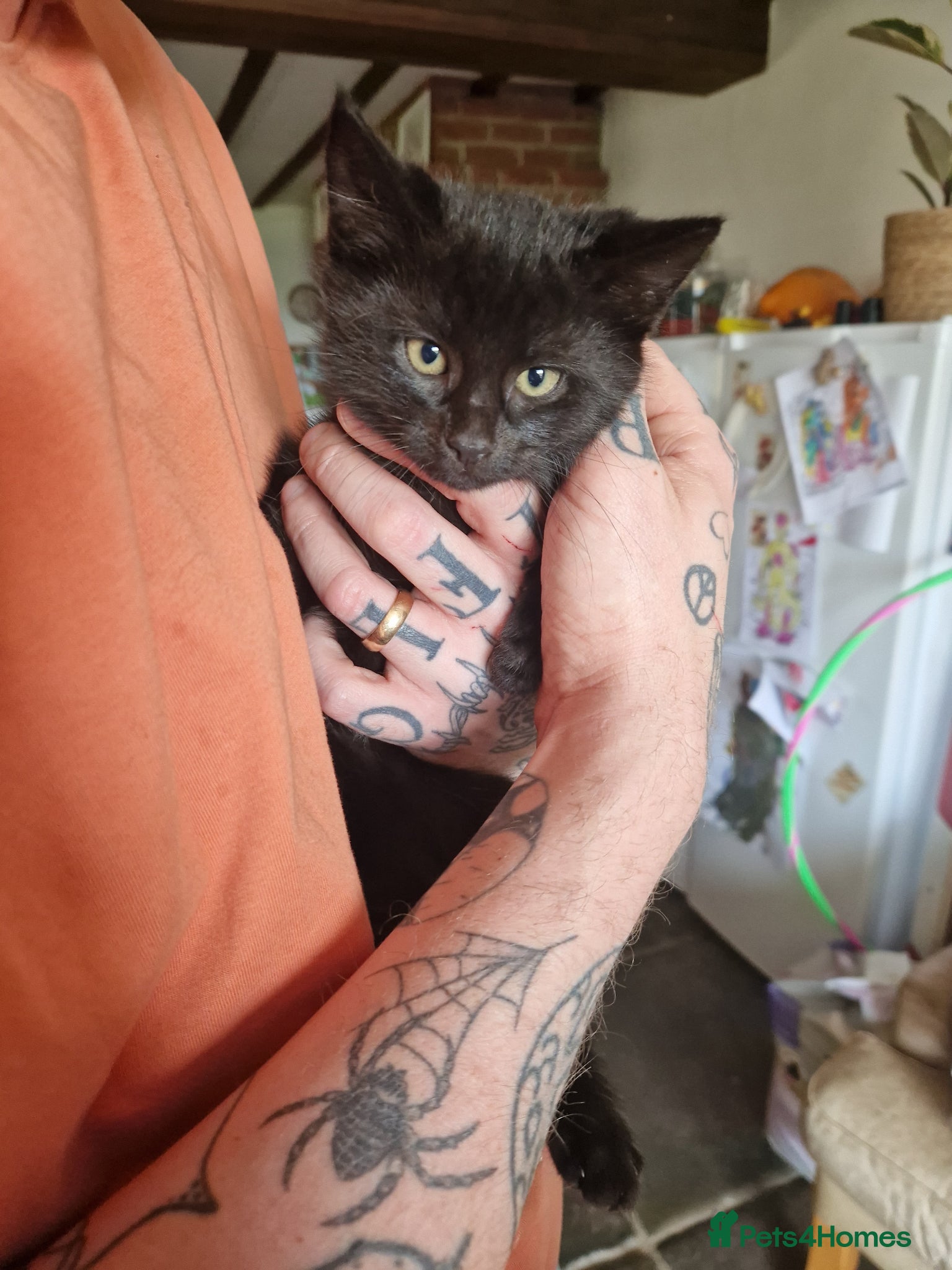 Domestic Shorthair cats black boy kittens  - Advert 4