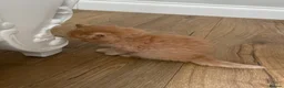 British Longhair cats for sale: British Lonhair Cross Kittens in Amersham - Advert 2
