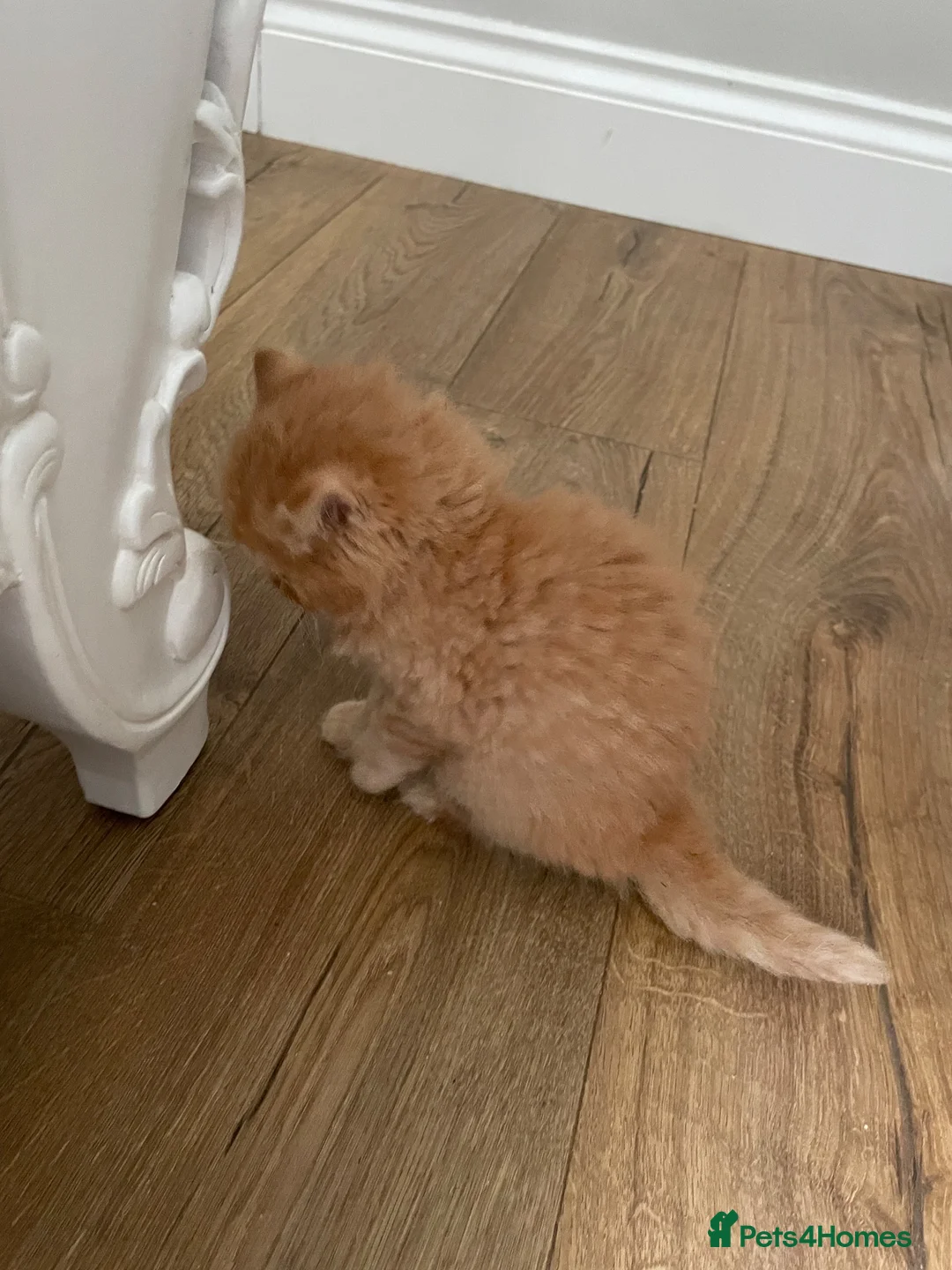 British Longhair cats for sale: British Lonhair Cross Kittens in Amersham - Advert 2