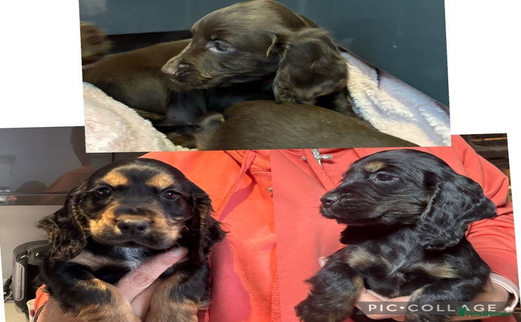 Cocker Spaniel dogs - Advert 5