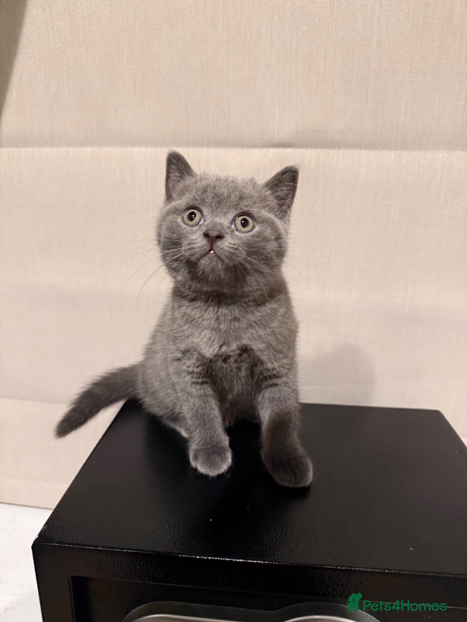 British Shorthair cats 1 Stunning Girl Available  - Advert 18