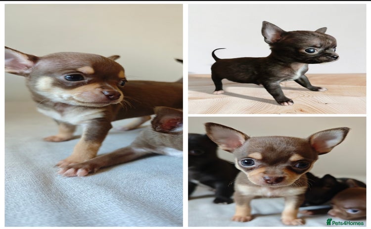 Chihuahua dogs - Advert 2
