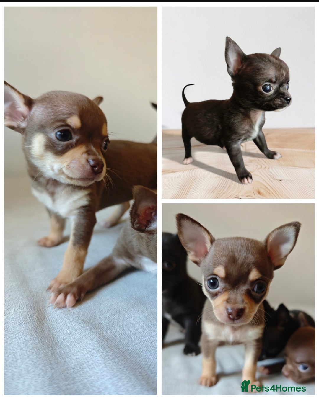 Chihuahua dogs for sale: Micro Chihuahua Puppies - Exceptional Lines - Image 1