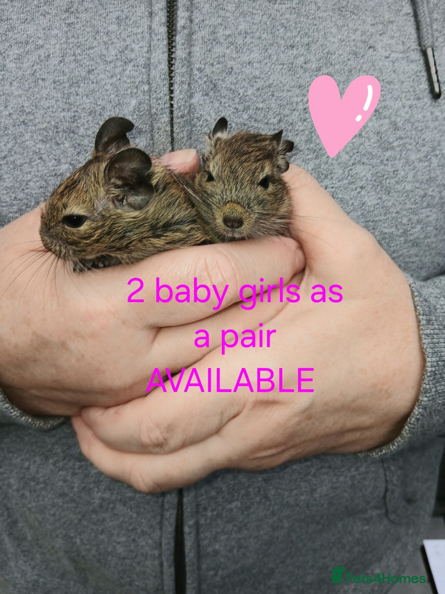 Degus rodents 2 baby girls left EXOTIC BABY DEGUS in pairs - Advert 1