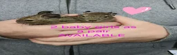 Degus rodents for sale: 2 baby girls left EXOTIC BABY DEGUS in pairs - Advert 1