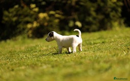 Parson Russell dogs for sale: Pedigree Parson Russell Terriers Puppies. - Image 3