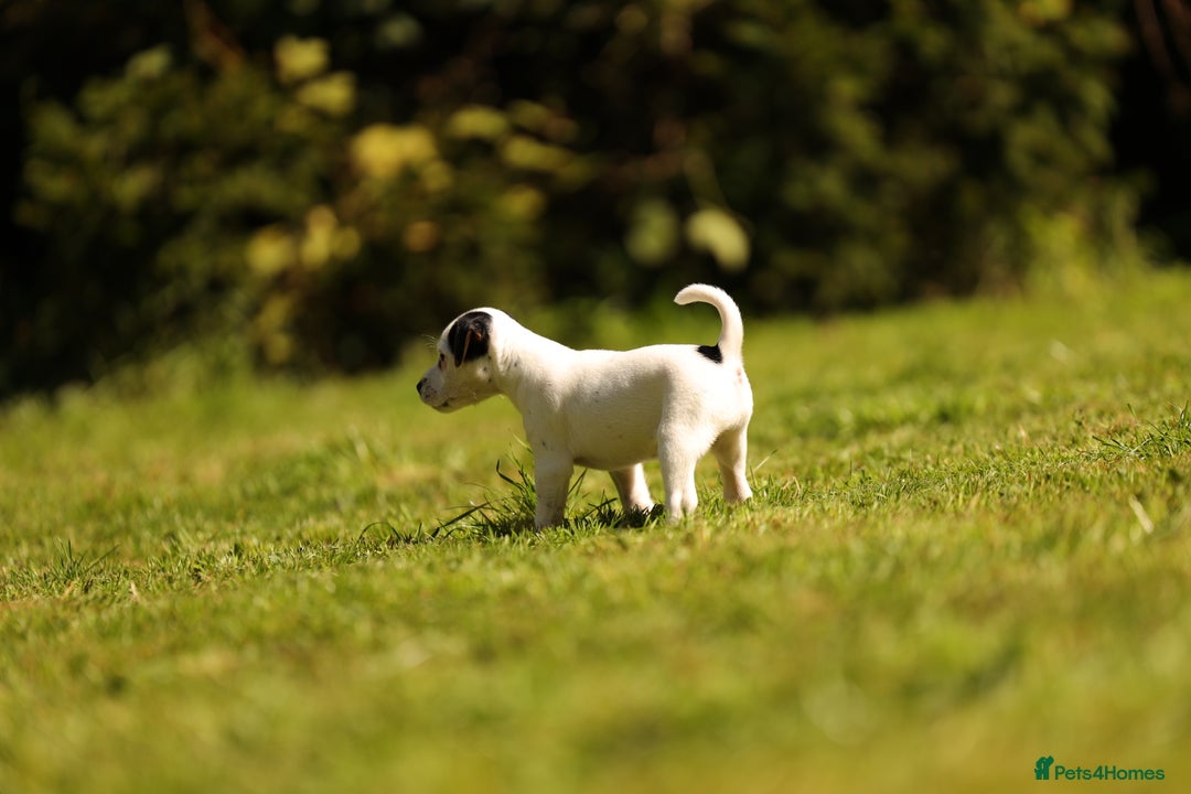Parson Russell dogs for sale: Pedigree Parson Russell Terriers Puppies. - Image 3