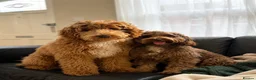 Goldendoodle dogs for sale: Gorgeous Double Doodle Boys - Advert 16