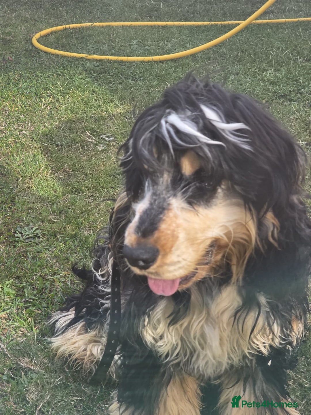 Cocker Spaniel dogs for sale: Kc Show male cocker spainel 10 months - Advert 7