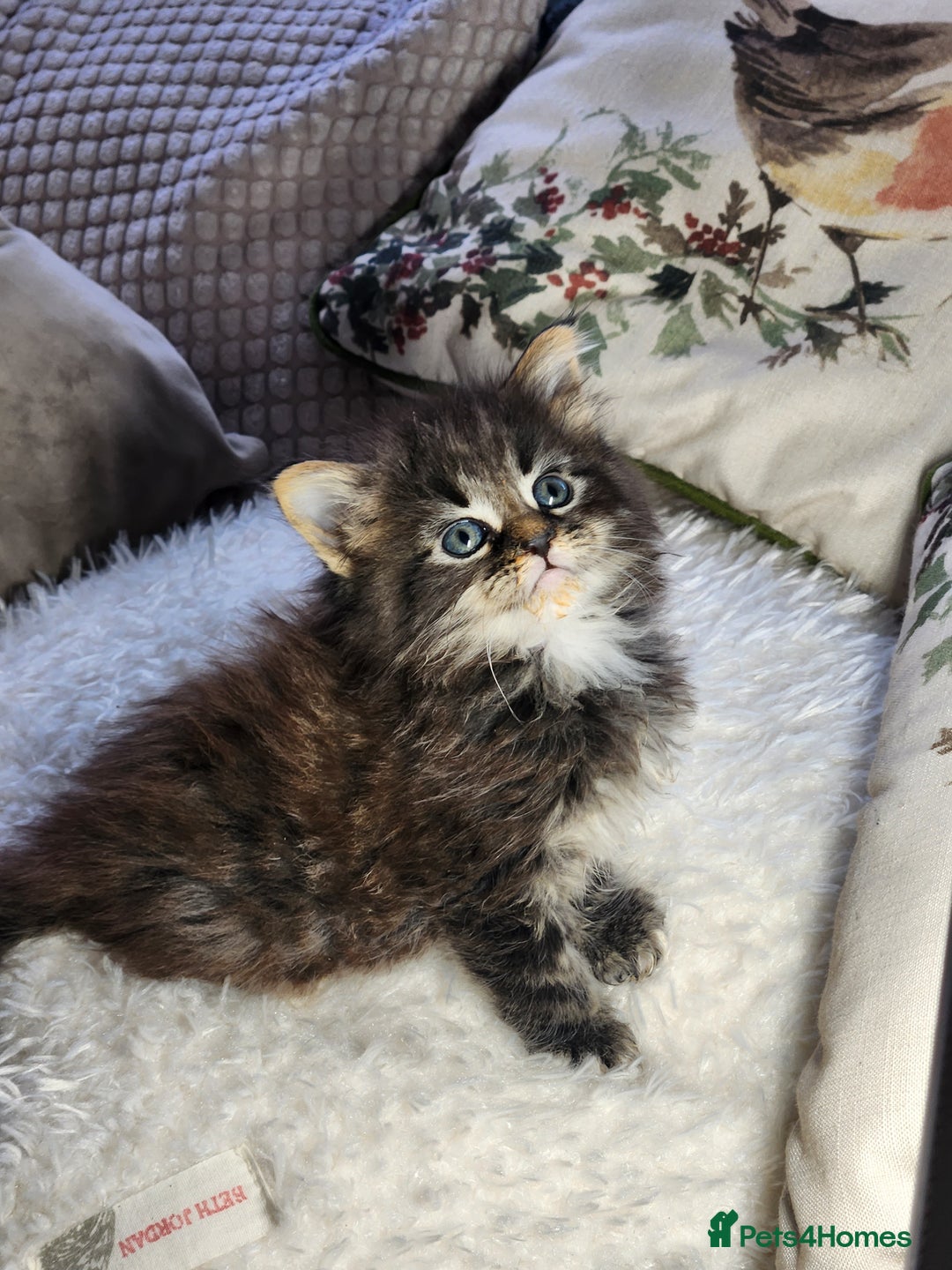Maine Coon cats for sale:  Ready Now! Maine coon Kittens  - Advert 28