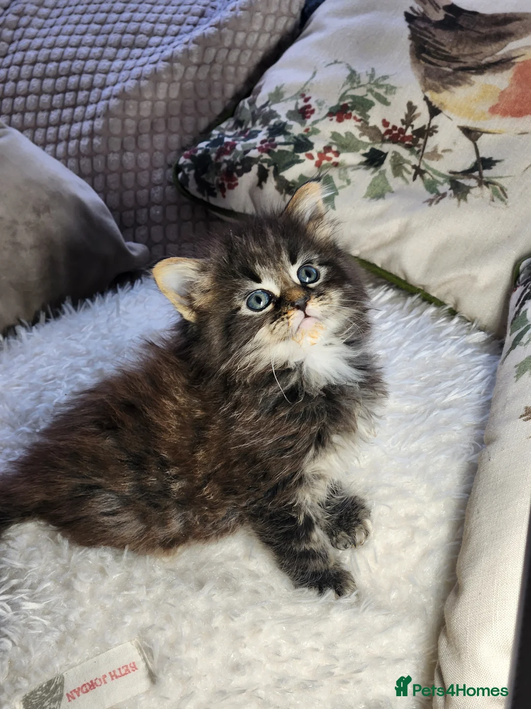 Maine Coon cats for sale:  Ready Now! Maine coon Kittens  - Advert 28
