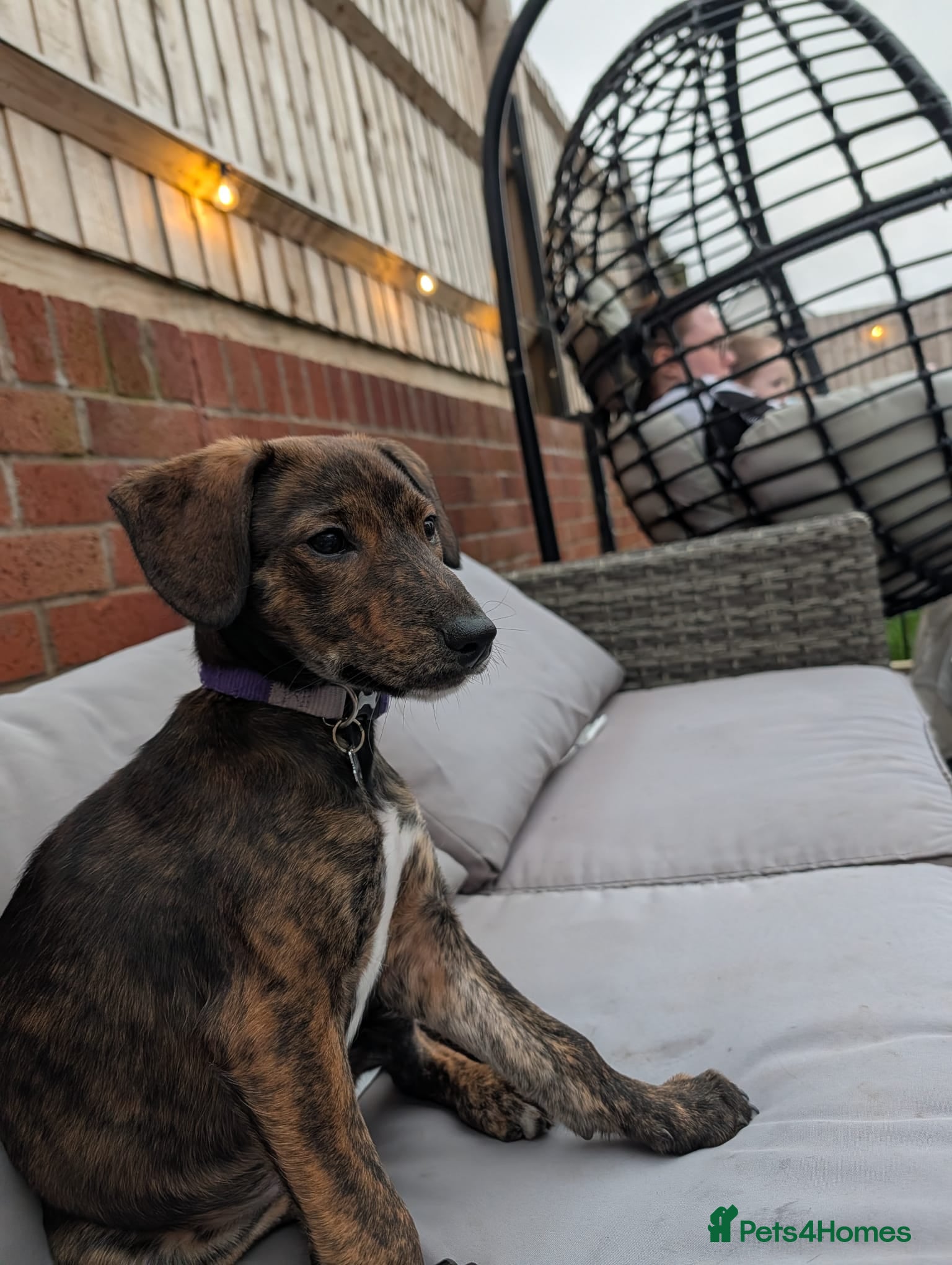 Mixed Breed dogs Beautiful Brindle Collie Cross Puppy – Mabel - Advert 4