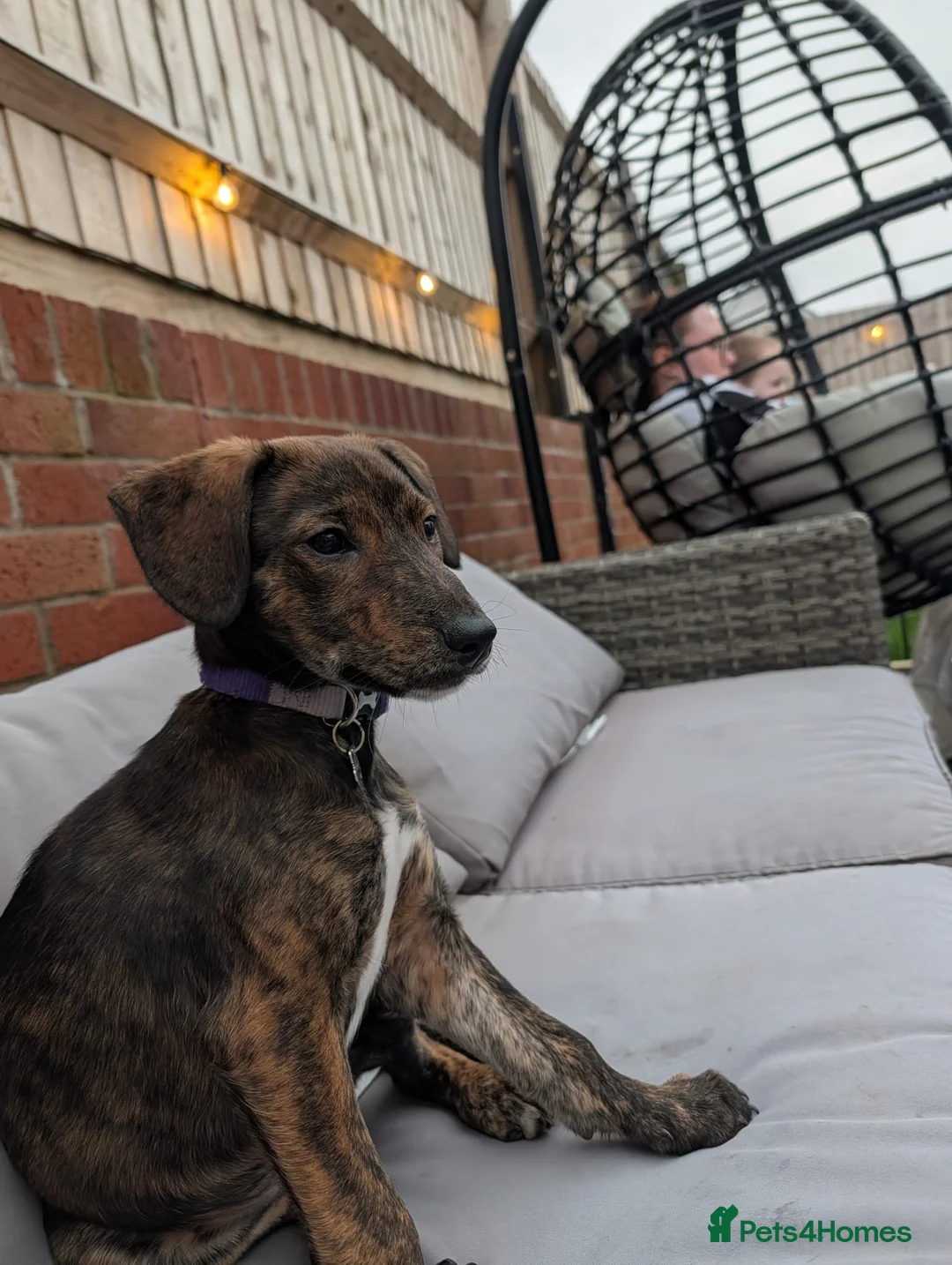 Mixed Breed dogs for sale: Beautiful Brindle Collie Cross Puppy – Mabel - Advert 1